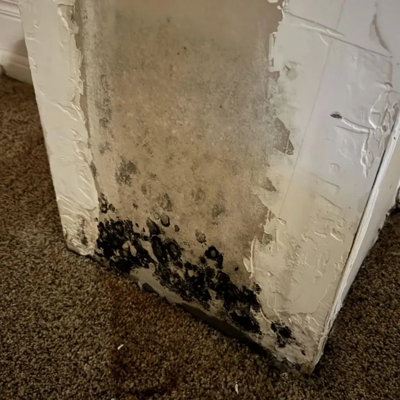 Professional Mold Removal in Cedar Bluff, VA